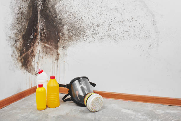 Best Local Mold Removal Service  in Thousand Palms, CA