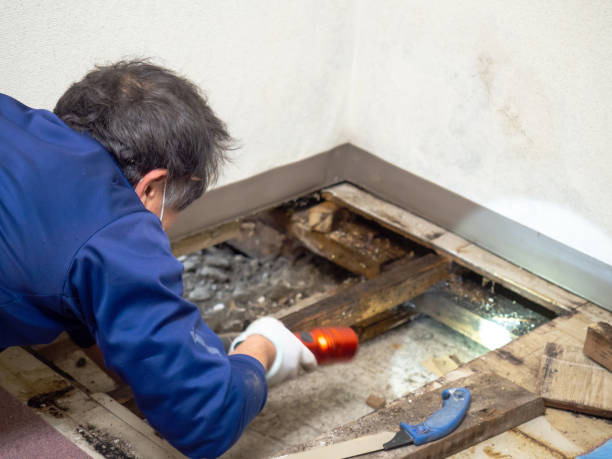 Best Best Mold Removal Companies  in Thousand Palms, CA