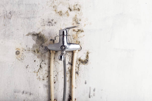 Best Black Mold Removal  in Thousand Palms, CA