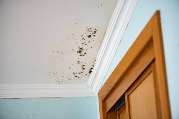 Best Mold Cleaning Services  in Thousand Palms, CA