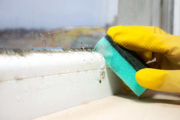Best Mold Testing  in Thousand Palms, CA