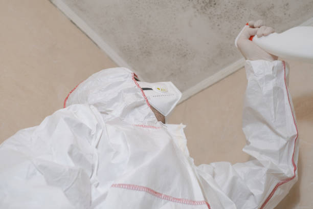 Best Toxic Mold Removal  in Thousand Palms, CA