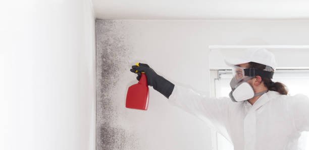 Best Emergency Mold Removal  in Thousand Palms, CA