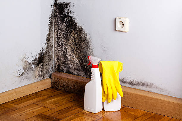 Best Fast Mold Removal  in Thousand Palms, CA