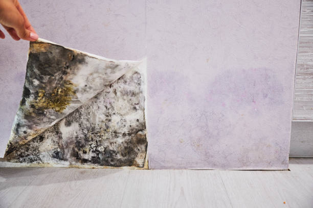 Best Water Damage Restoration  in Thousand Palms, CA